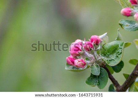 A branch with wonderfully beautiful buds of pink apple blossoms. Green background with place for text, copy space. Soft focus, bokeh and narrow debt of field. Close up picture, macro.