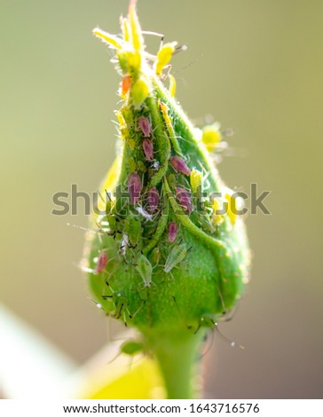 Aphid on a closed flower bud. Macro