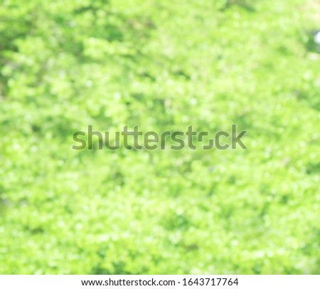 Blurred green tree with background