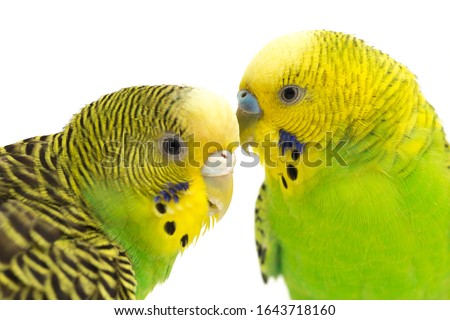 A pair of common parakeets budgerigar, (Melopsittacus undulatus), budgie isolated on white background