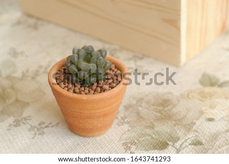 Succulent houseplants, Haworthia cooperi in clay pot