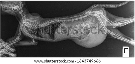 x ray abdominal hernia truma cat 