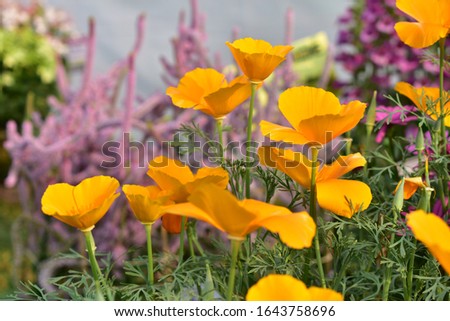 California poppy , it is used as  medicine. California poppy is used for trouble sleeping (insomnia), aches, nervous agitation, bed-wetting in children, and diseases