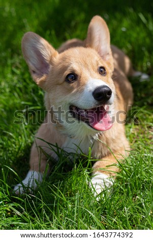 welsh corgi pembroke puppy lying on a lawn