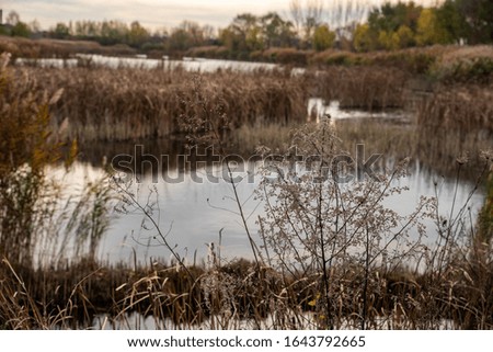 Landscape photo of a stagnant water, beautiful, peaceful place in nature