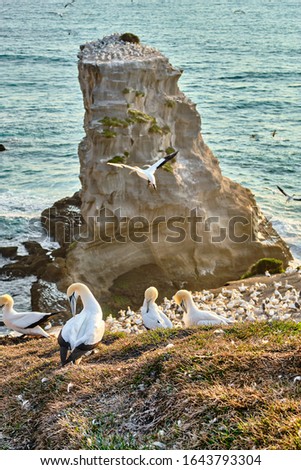 Muriwai Gannet Colony Gannets on Bank In Front of Rock Royalty-Free Stock Photo #1643793304
