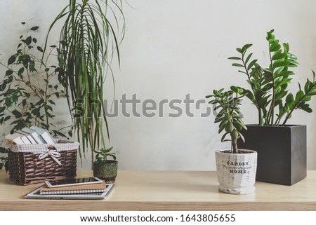 Workplace  home among plants in the home garden, concept of freelance, work at home, a cozy place, slow life, mood background in scandy style