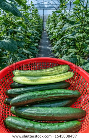 Japanese-like cucumber is grown organically in Da Lat, Vietnam.