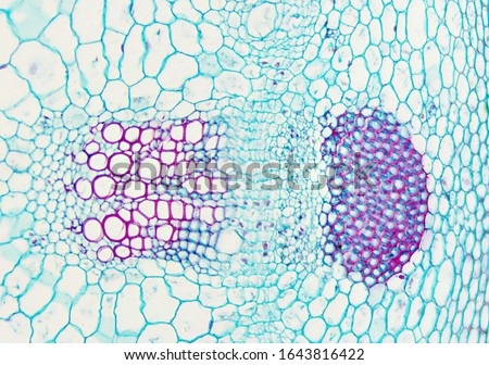 Microscopic view of   dicotyledon stem -cross section. Detail view of vascular tissue bundle,  phloem, cortex, xylem, epidermis. Royalty-Free Stock Photo #1643816422