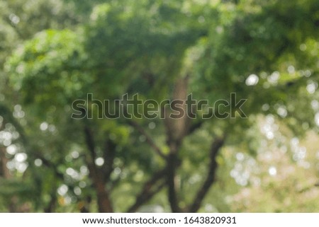 abstract blur  and unfocus green color for background, blurred and defocused effect spring concept for design.  bokeh backcground