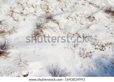 Winter is nature. Dry branches of grass covered with snow, winter landscape.