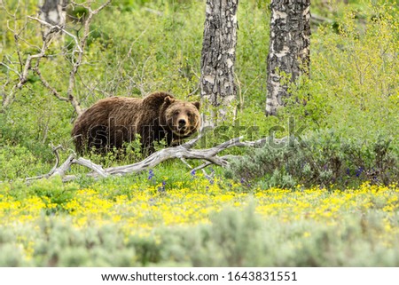 Isolated grizzly bear standing in a green field