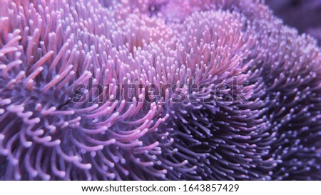 Colorful sea anemones on the sea floor Royalty-Free Stock Photo #1643857429