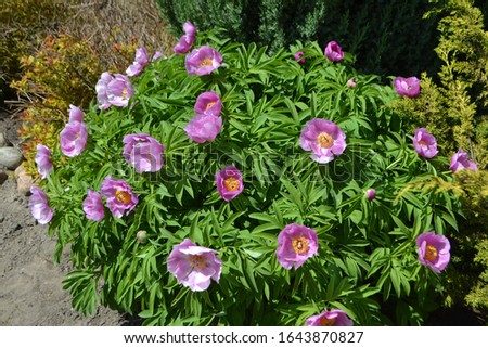 Flowering Bush Peony (Paeonia sp.)