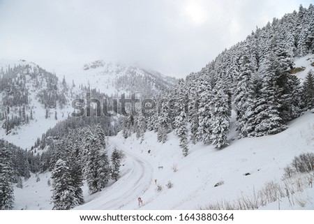 Winter view in a mountain forest covered with fresh snow.Savsat/artvin/turkey