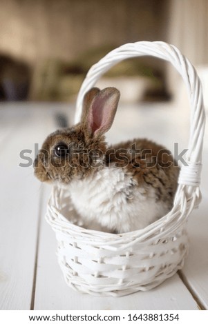 Cute adorable baby bunny is sitting in a white wicker basket. Baby Bunny. Animal care concept, easter concept.