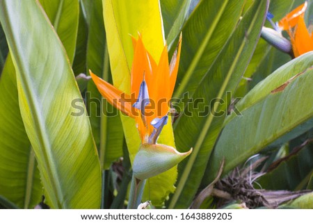 Flower of a bird of paradise (Strelitzia)
