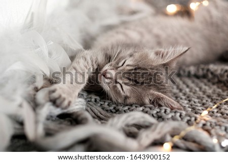 Cute little gray kitten is sleeping on a soft gray knitted plaid. Cozy home background with funny pet. Fluffy pet comfortably settled to sleep. Sleeping gray tomcat - perfect dream. Pampered pet