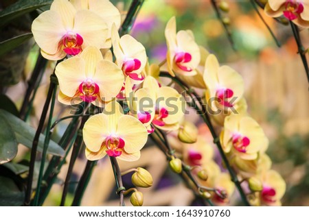 Beautiful Phalaenopsis Orchid flower blooming in garden floral background