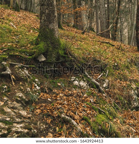 soft focus wood land concept nature picture falling leaves ground cover in autumn season time 