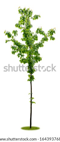 Isolated young bird cherry tree with fruit as cut out on white background with copy space as cutout Royalty-Free Stock Photo #1643937685