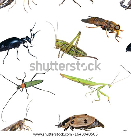 The different insects. Seamless pattern on white background, own isolated photographs of the author of the pattern are used.