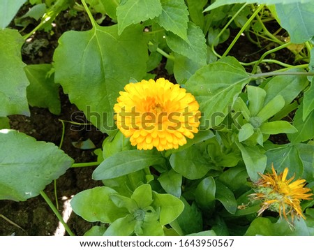 Calendula officinalis, the pot marigold, ruddles, common marigold or Scotch marigold, is a plant in the genus Calendula of the family Asteraceae. It is probably native to southern Europe, 