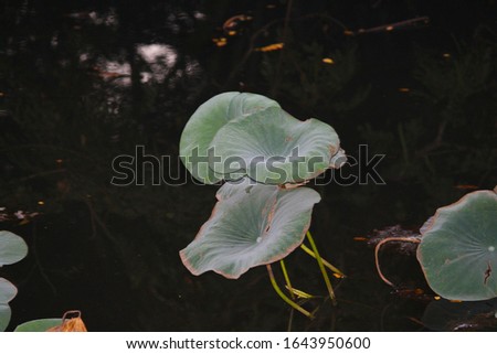 Big leaves of a water plant