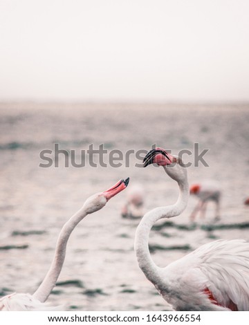 Flamingos in shallow water of the lagoon in Walvis Bay in Namibia