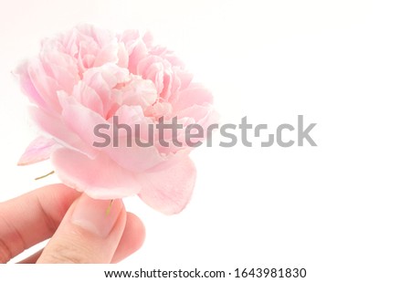 
Damask Rose in his hand on a isolated white background.