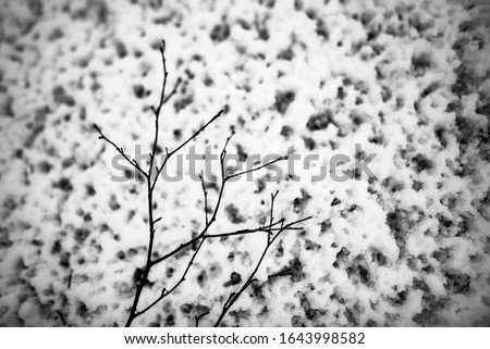 Winter background with branches and leaves