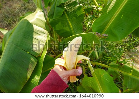 Pictures of bananas on hand Green banana tree background thailand.