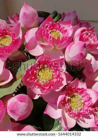 Artificial pink lotus flowers, made of fabric cloth and plastic