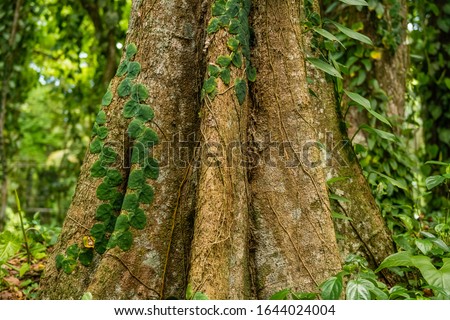 Climbing plants on a tree on the coasts of the Costa Rican Caribbean