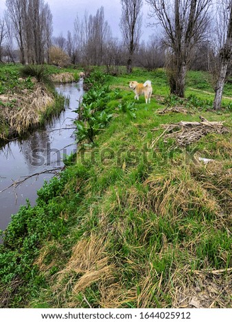 
Akita Inu dog on the riverbank looking for prey
