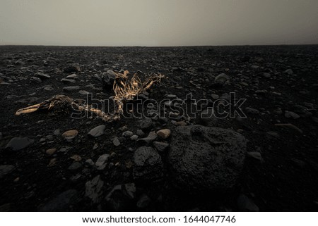Dead bird on the beach in Iceland