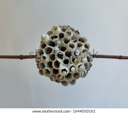  Wasp nest isolated on wthite