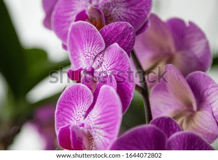 Pink beautiful orchid flower macro