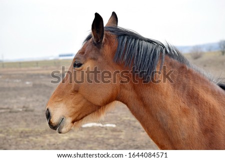 Brown Horse Head Beauty Close Up Side View