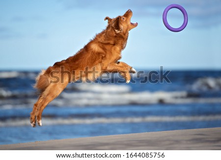 happy retriever dog jumping up to catch a round toy on the beach