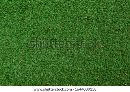 Green grass pattern and texture for background. Close-up image.