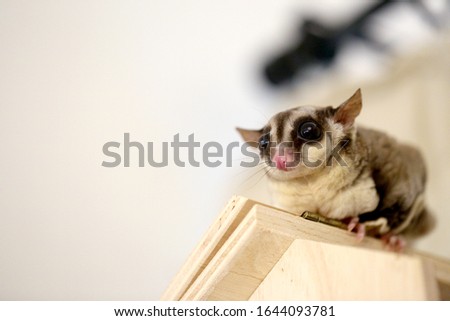 The young sugar glider on the bird’s house.