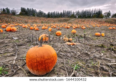 Pumpkins ready for sale with dolls in background