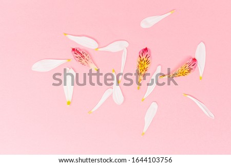 White pink and yellow flower pedals on a pink background