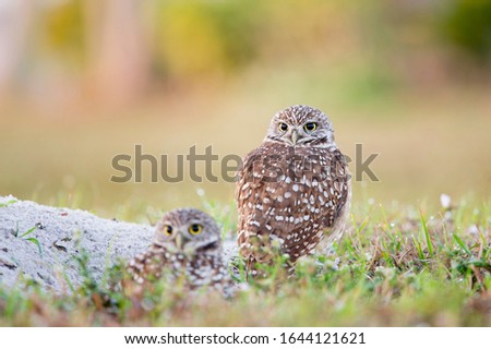 A pair of Florida Burrowing Owls standing in the grass in soft morning sunlight with a smooth background.