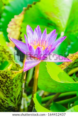 Beautiful lotus flowers
