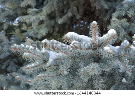 Blue gray foliage of spruce covered with snow in winter