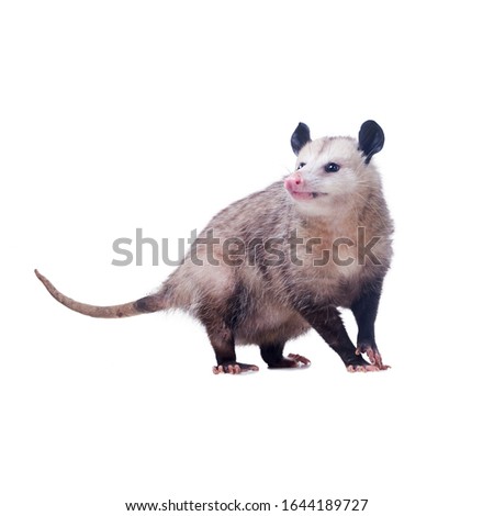 Pregnant American Opossum  Female (Didelphis virginiana) or common opossum—the only marsupial (pouched mammal) found in the United States and Canada. Isolated on white background