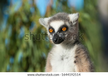Ring-tailed Lemur (Lemur catta), Berenty, Fort Dauphin, Toliara Province, Madagascar Royalty-Free Stock Photo #1644192514