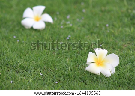 
White plumeria image Resting on the green grass